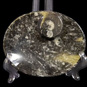 Black Ammonite and Orthoceras Oval Tray