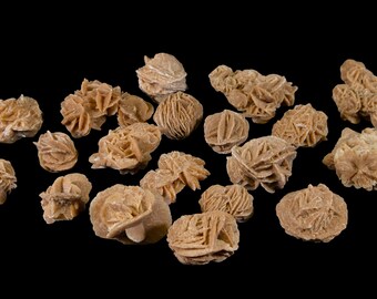 Puede incluir: Una colección de formaciones de rosa del desierto, también conocidas como rosas de arena, exhibidas sobre un fondo negro. Las formaciones son de color marrón claro y tienen una apariencia de roseta, con estructuras cristalinas en capas.