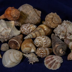 Sea Shells 1/2 Pound Assorted Lot. LIMITITED AVAILABILITES