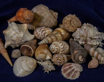 May include: A collection of seashells in various shapes, sizes, and colors, including brown, white, and tan. The shells are arranged on a dark blue background.