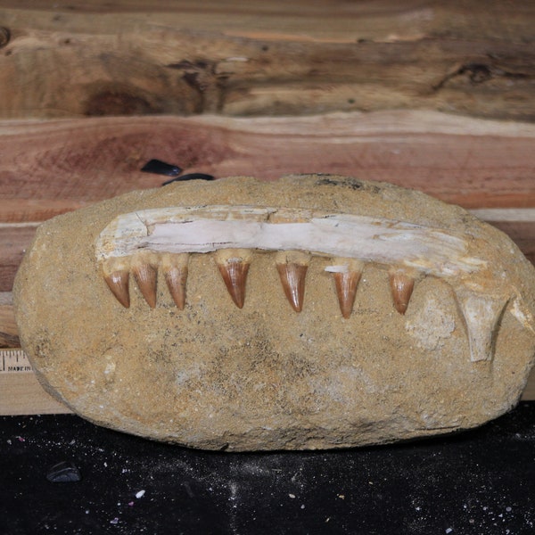 Faux Fossilized Jaw Segment made from Mosasaur fossils