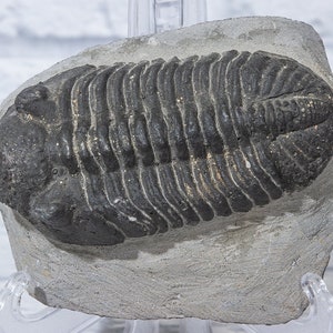 Trilobite on Matrix Small-Medium-Large