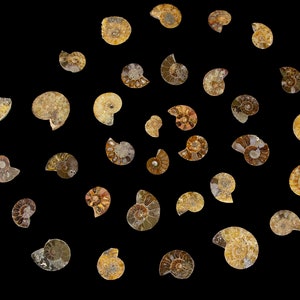 May include: A collection of fossilised ammonites in various sizes and shades of brown, arranged in a spiral pattern against a black background.