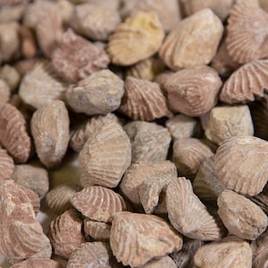 May include: A close-up of a pile of fossilized seashells. The shells are a light brown color and have a rough, textured surface.