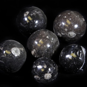 Orthoceras Balls (One Piece)