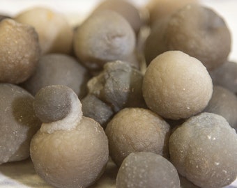 Guzki chalcedonu groniastego, kule macicy