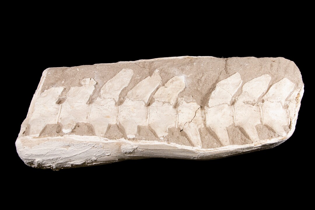 Fossilized Spine Segment Etsy