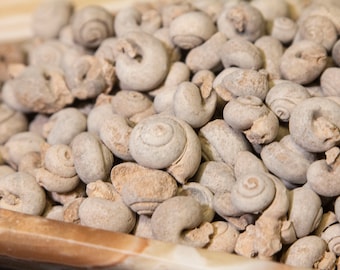 Gastropod Fossil, Sahara Gastropod, Fossilized Snails