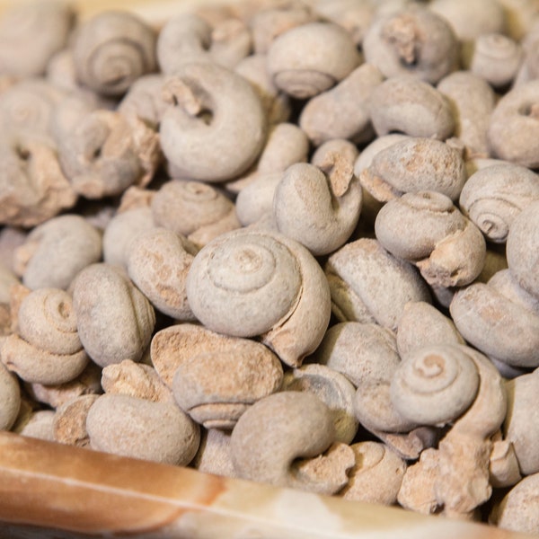 Gastropod Fossil, Sahara Gastropod, Fossilized Snails