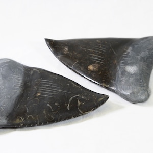 May include: Two fossilized shark teeth. The teeth are dark gray and black, with visible serrations along the edges. The root portion of each tooth is a lighter gray color. The teeth are displayed on a white background.