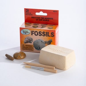 Puede incluir: Un kit de excavación en miniatura para niños para descubrir fósiles. El kit incluye un bloque de yeso con dos fósiles en su interior, dos herramientas para excavar y una pequeña caja con instrucciones. La caja es naranja y tiene las palabras "Mini Dig Kit Fossils" en ella.