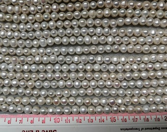 Quali Sono Le Specie Di Tartaruga D'acqua Dolce - Foto 6