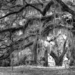 Photograph of live oak trees in the low country of South Carolina. Low country art, spanish moss, landscape, wall art, Spring Island.