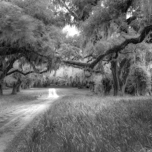 Photograph of live oak trees in the low country of South Carolina. Low country art, spanish moss, landscape, wall art, Spring Island.
