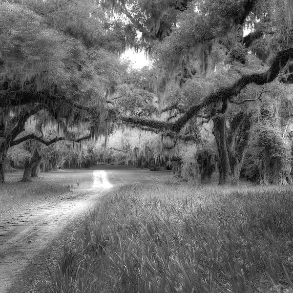 Spanish Moss South Carolina Etsy