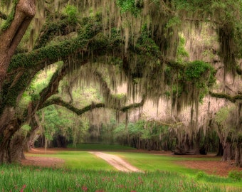 May include: A dirt path leads through a grove of moss-draped oak trees. The trees are tall and have long, flowing strands of Spanish moss hanging from their branches. The path is surrounded by lush green grass and wildflowers.