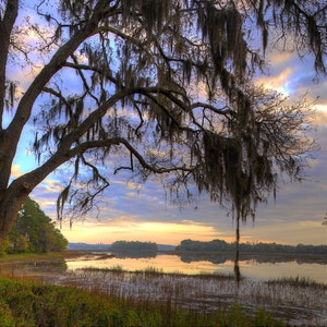 Tree, live oak tree, wall art, photography, Beaufort, South Carolina, low country, color, photographic print, fine art photograph.