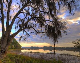 Arbol, roble vivo, arte de pared, fotografía, Beaufort, Carolina del Sur, país bajo, color, impresión fotográfica, fotografía de bellas artes.