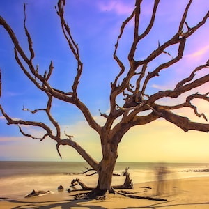 Fotografia a colori, stampa fotografica, paesaggio, paesaggio marino, Jekyll Island, Georgia, spiaggia di legni, oceano, belle arti, carta o tela.