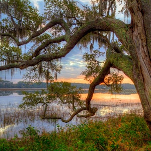 Live oak tree, oak tree, live oak, Beaufort, South Carolina, low country art, marsh landscape, photography, &quot;Oak at Sunrise 2&quot;, wall art.