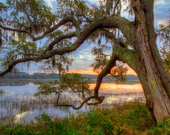 May include: A large oak tree with Spanish moss hanging from its branches frames a view of a river at sunset. The water is calm and reflects the colors of the sky, which is a mix of pink, orange, and blue.