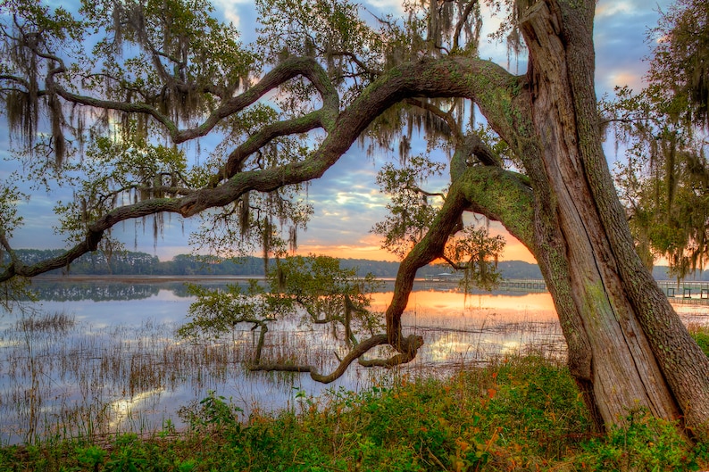 Live Oak Tree, Oak Tree, Live Oak, Beaufort, South Carolina, Low