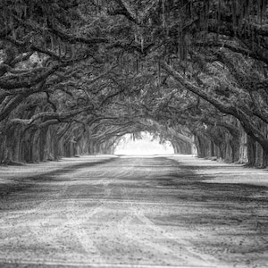 Wormsloe Plantation, Savannah Georgia, levende engel eiken, lage land kunst, zwart en wit, laag land, interieur decor, kunst aan de muur.