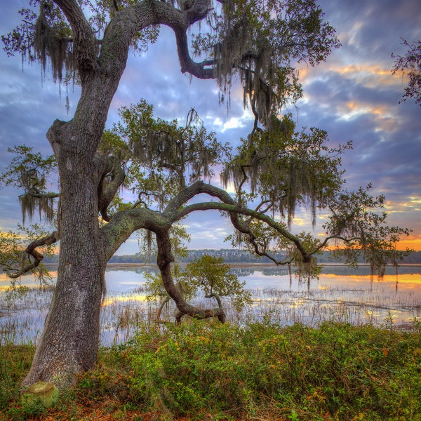 Photograph of a live oak tree at sunrise on the marsh in the low country of South Carolina. Low country art, landscape,  wall art, print.