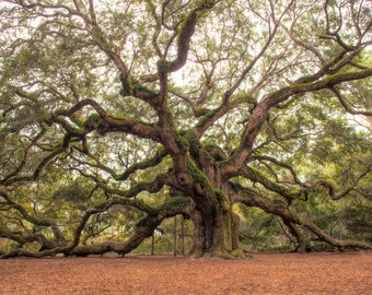 May include: A large, ancient oak tree with thick, gnarled branches covered in moss. The tree is surrounded by a bed of brown leaves.