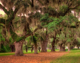 May include: A group of large oak trees with long, flowing Spanish moss hanging from their branches. The trees are in a grassy field with a few fallen leaves on the ground.