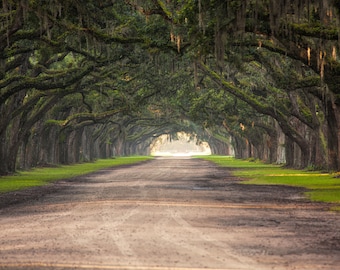 Oak trees, Wormsloe plantation, Savannah Georgia, low country art, photograph, southern history, angel oaks, oak canopy, wall art.