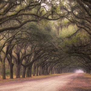 Levende eikenbomen in Wormsloe plantage. Low country kunst, Savannah Georgia, laag land, landschap, foto, kunst aan de muur, eikenboom omzoomde weg.