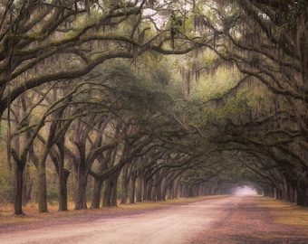 Live oak trees in Wormsloe plantation. Low country art, Savannah Georgia, low country, landscape, photograph, wall art, oak tree lined road.