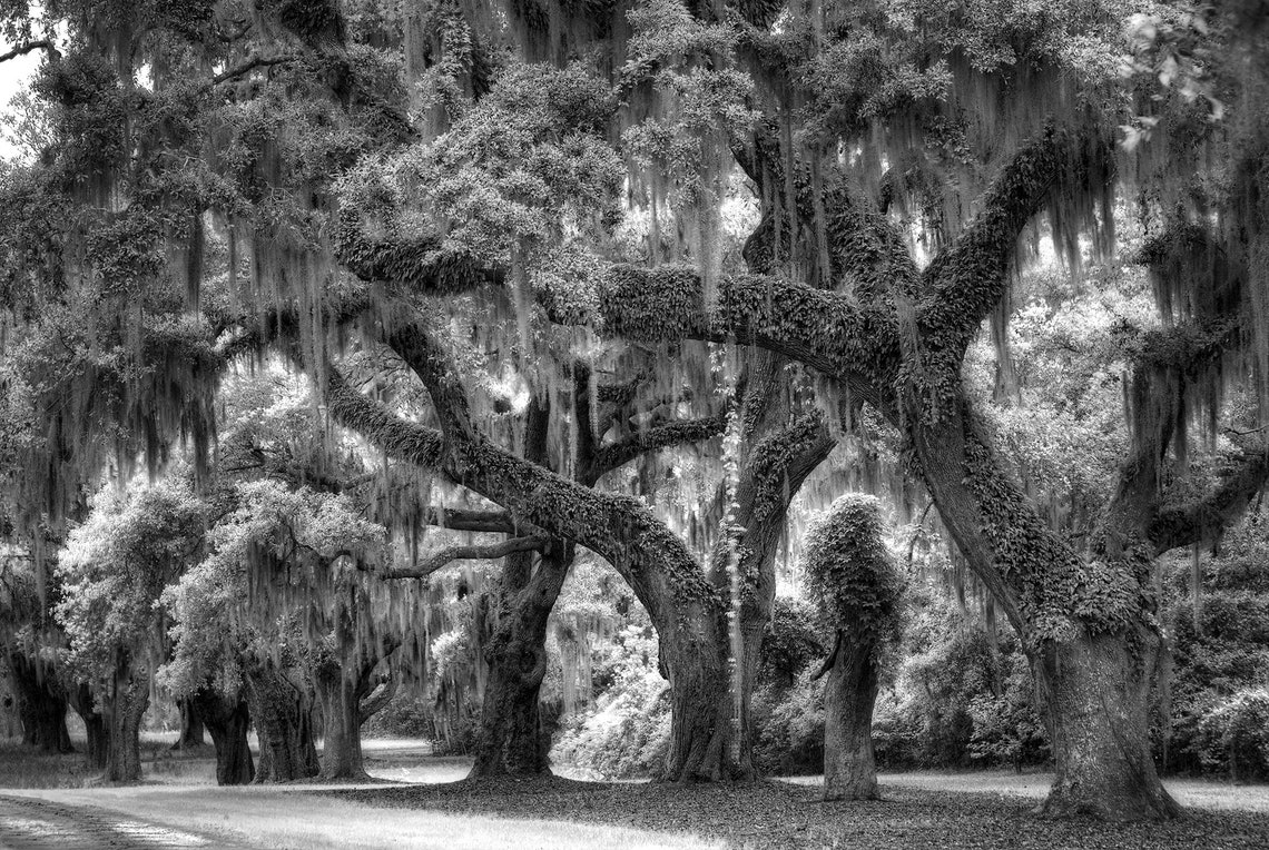 Trees, Live Oak Tree, Black and White Photograph, Low Country Art