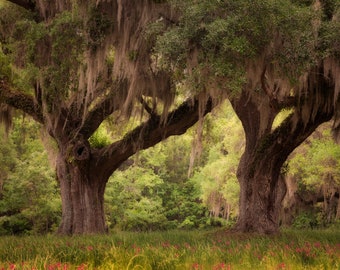 Foto van levende eiken in het lage land van South Carolina. Low country kunst, Spaans mos, interieur decor, engel eiken, beeldende kunst, kunst aan de muur.