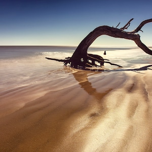 Fotografia a colori, stampa fotografica, albero, paesaggio, paesaggio marino, Jekyll Island, Georgia, spiaggia di legni, oceano, belle arti, carta o tela.