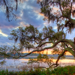 Photograph of a live oak tree on the marsh in South Carolina. Low country art, sunrise on the marsh. Beaufort, fine art, wall art.