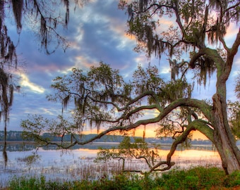 Photograph of a live oak tree on the marsh in South Carolina. Low country art, sunrise on the marsh. Beaufort, fine art, wall art.