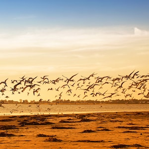 Savannah, Georgia, Tybee Island, paesaggio marino a colori, paesaggio, tramonto sull'oceano, uccelli, arte originale, panoramica, belle arti, tela o carta.