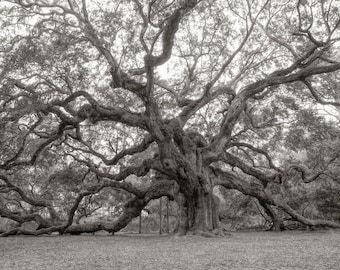 Big angel oak, Charleston, South Carolina, John's Island, low country art, black and white photograph, interior decor, wall art.