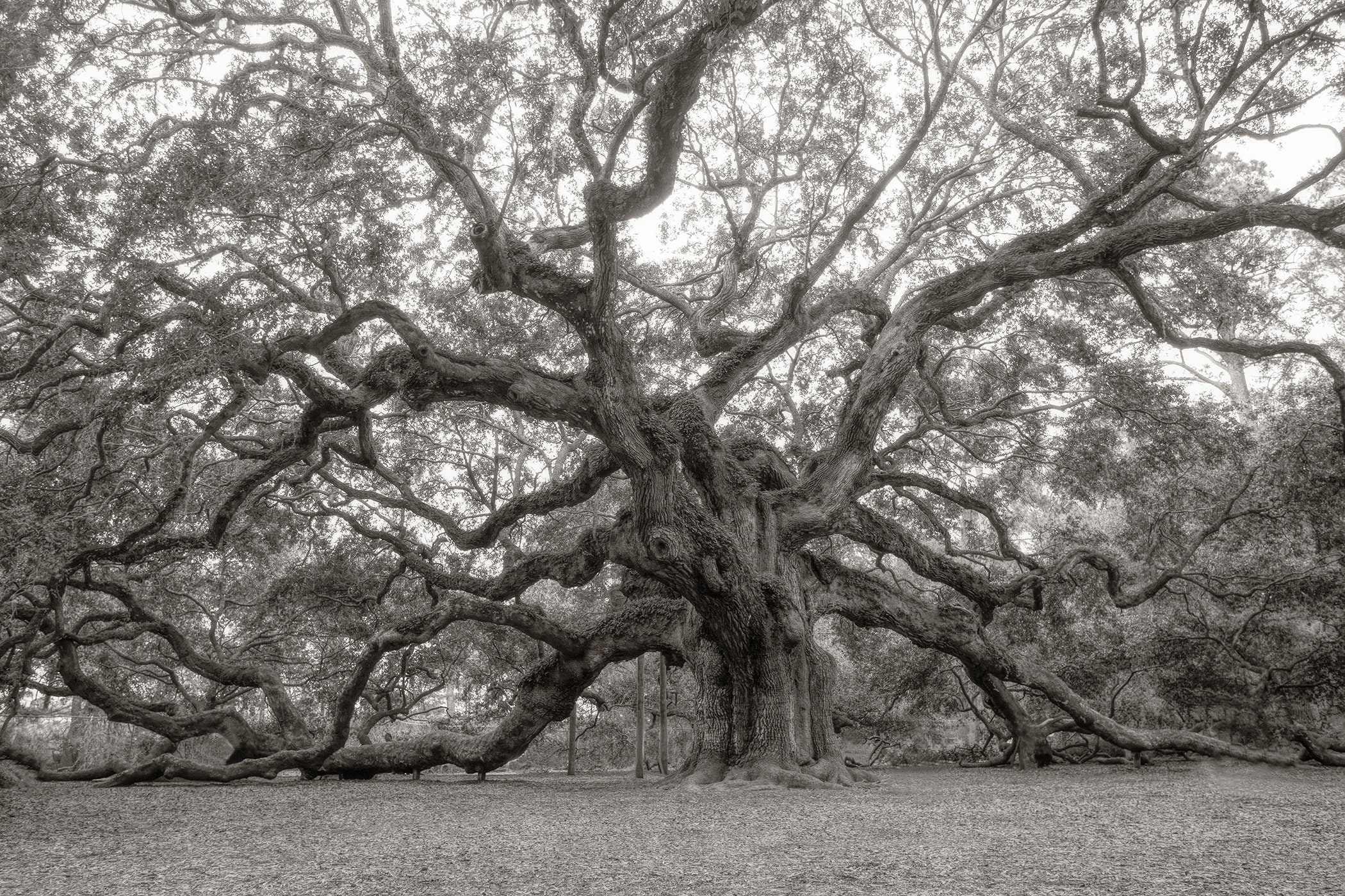 Old oak tree
