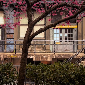 Savannah, Flussstraße, historische Savanne, Farbfotografie, Blumen, niedriges Land, Architektur, Fine Art Fotografie, Wandkunst, bildende Kunst.