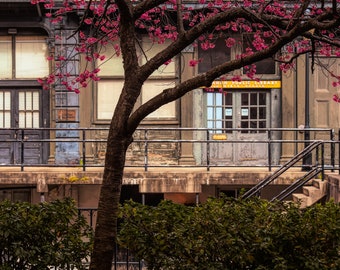 Savannah, river street, historic savannah, color photograph, flowers, low country, architecture, fine art photography, wall art, fine art.