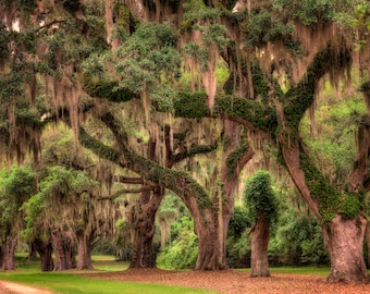 Live oak tree in the low country of South Carolina, photograph, low country art, angel oak, spanish moss, wall art, fine art.