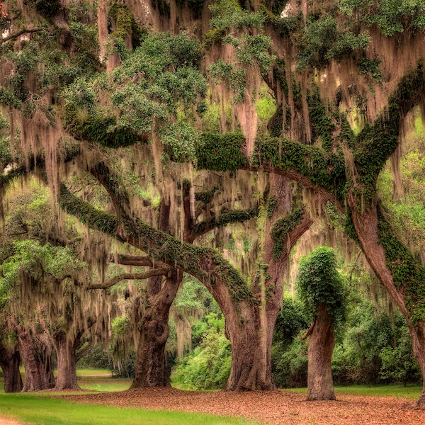 Live oak tree in the low country of South Carolina, photograph, low country art, angel oak, spanish moss, wall art, fine art.