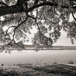 Trees, oak tree, black and white, low country, Spring Island, Beaufort, photograph print, wall art, fine art photography, wall art.