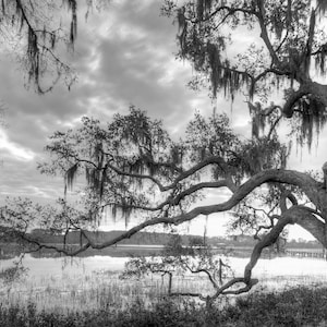 Live oak tree, black and white photograph, low country art, low country marsh in South Carolina, Beaufort, spanish moss, sunrise.