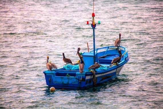 Boat, Fishing Boats, Pelicans, Ecuador, Puerto Lopez, Ocean, Small Boats,  Bright Colors, Coast, Photograph, Wall Art, South America. 