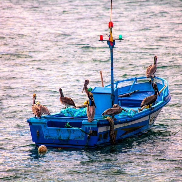 Boat, fishing boats, pelicans, Ecuador, Puerto Lopez, ocean, small boats, bright colors, coast, photograph, wall art, South America.