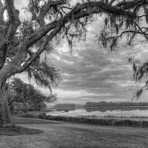 Live oak tree with spanish moss taken in South Carolina. Low country art, black and white photograph, wall art, marsh,  interior decor.